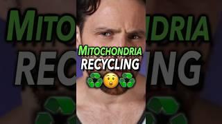 Mitochondria Recycling