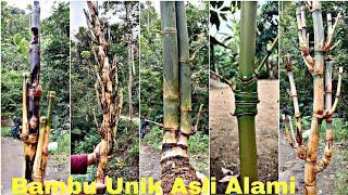 Mbolang bareng dapat bambu unik dampit jalu sulur junjung derajat cendani dan banyak lagi