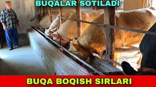 ANGUS AVLIKOL BUQALAR ️91-202-73-20 SOTILADI DEXQON AKADAN