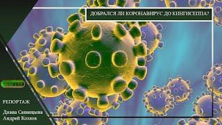 Добрался ли коронавирус до Кингисеппа
