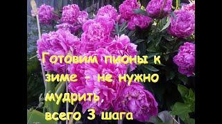 Пионы готовим к зимовке в июле - это очень просто и займет 10 минут. Не нужно делать ничего лишнего