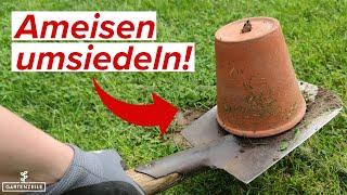 Ameisen umsiedeln mit diesem einfachen Trick!