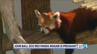 John Ball Zoo red panda Wasabi is pregnant