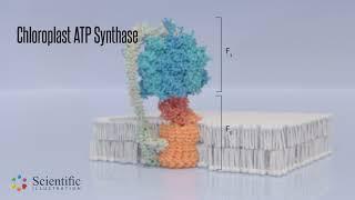  Chloroplast ATP synthase - 3D protein visualization