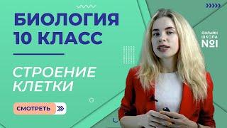 Урок 10. Строение клетки. Митохондрии. Пластиды. Органоиды движения. Биология 10 класс