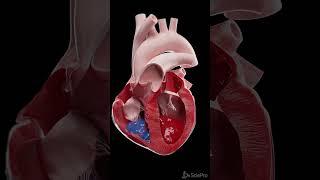 Blood Flow of the Human Heart  #anatomy #health #science