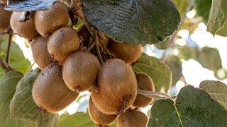 How are Kiwi Grown in California?