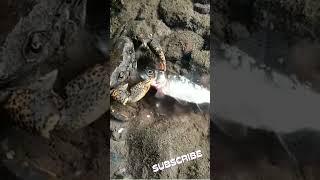 You Will Be Surprised How Crab Murders This Fish 