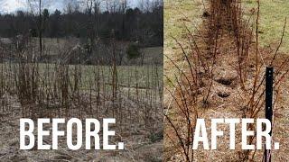 Moving a Raspberry Patch!