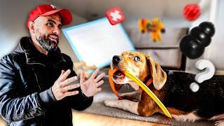 Mon chiot a  5 mois c’est la galère ! BEAGLE - Un café et c'est réglé Ep7