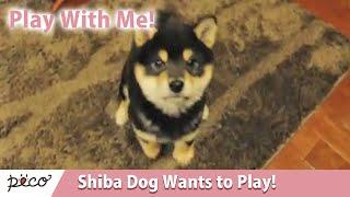 Shiba Dog Wants to Play!