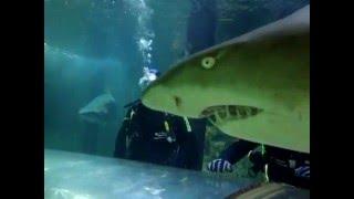 Jeremy's Shark Dive Xtreme Adventure