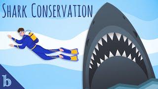 Shark Conservation | Ocean Talks With Tash