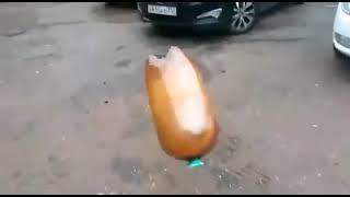 Taco Bell dog (JimmyHere YLYL)