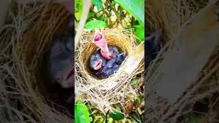 Baby Bird Need to Food in Nest [ Review Bird Nest ]