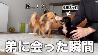 生後3ヶ月の弟犬と4歳兄犬の初対面が感動的すぎた。