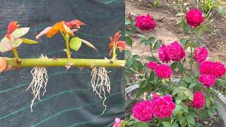 Попробуйте посадить ветки роз | Как вырастить розы с ветками