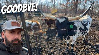 Another YouTuber Buying Belle! (Meanest Cow EVER!)