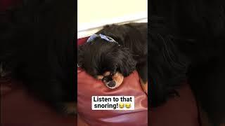 ASMR Snoring #asmr #snoring #listentothis