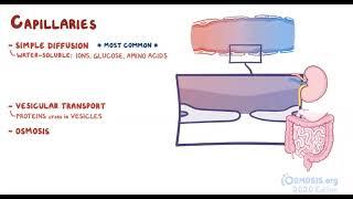 Micro circulation and Starling Forces | Osmosis