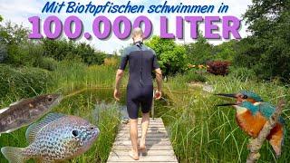 Mit Fischen schwimmen im 100.000 Liter DIY Schwimmteich | AQUAddicted! unterwegs...