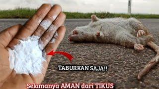 CUKUP TABURKAN SERBUK INI SAJA, RIBUAN TIKUS LANGSUNG PERGI SELAMANYA DAN MAMPUS