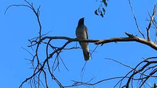 Young Shufflewing (Black-faced Cuckoo-shrike) being fed