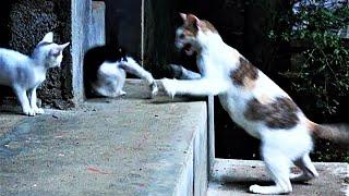 Mother cat attacks new kittens
