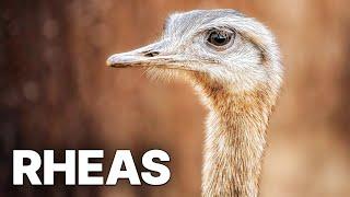 Our Alien Animal: Rheas | Economical Damage