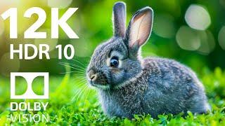 Ultimate Wild Animals Collection in 8K ULTRA HD / 8K TV 120FPS