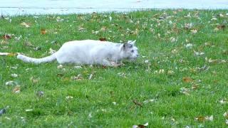 Cat chases squirrel up a tree.