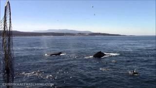 8.13.14 Whale Watching #Monterey