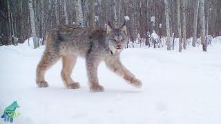 Fascinating montage of trail cam footage from Minnesota