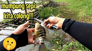 MUMPUNG SEPI KITA COLONG NAHOLNYA || mancing ikan red devil di waduk lahor