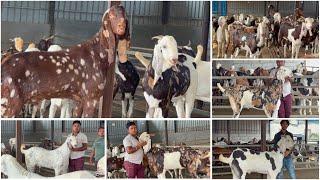 Top Quality Khassi Goats at Al Ahmed Goat Farm Padgha