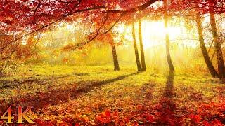 11 Hours of Enchanting Autumn Scenes (NO MUSIC) + Forest Sounds for Focus, Study, Sleep