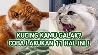 Cara Mengatasi Kucing Galak dan Agresif, Lakukan 11 Cara Ini !