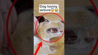 What to do when dog has seizure