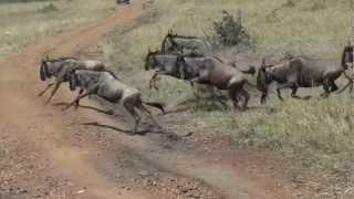 Wildebeest Stampede #1