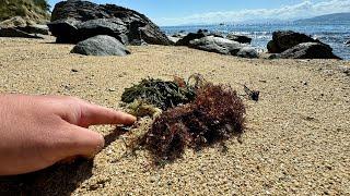 Making Japanese Jelly Noodles from Seaweed Washed Ashore After a Typhoon