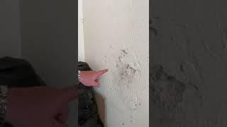 Signs Of Termite Damage In A Home