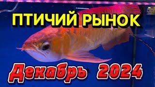 ПТИЧИЙ РЫНОК, САДОВОД, МОСКВА. ПОСЛЕДНИЙ ОБЗОР В ГОДУ! Обзор ассортимента рыб на рынке