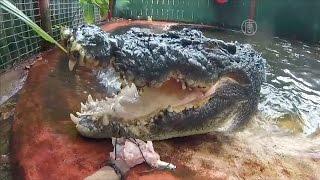 112 лет исполнилось самому старому крокодилу в мире (новости)