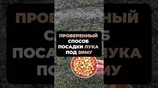 ПРОВЕРЕННЫЙ СПОСОБ ПОСАДКИ ЛУКА под ЗИМУ