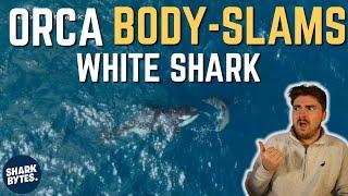 UNBELIEVABLE Shark Viral Videos!