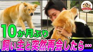 [Tears of a strong bond] After being separated from his beloved owner for 10 months... How will t...