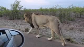 The king of the Jungle | Do not tease Asiatic Lion | Sasan Gir