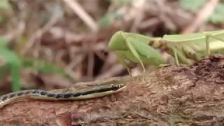 Snake vs grasshopper | mantas vs snake