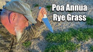 Killing Poa Annua in Lawns and Rye Grass Overseed Transition