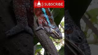 How Does a Chameleon Hunt for Food ? || JippyWaris Offical ||#new #viral #short #animals #shortsfeed